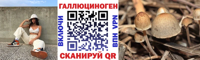 Псилоцибиновые грибы Cubensis  Купить где  Мирный 